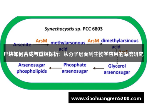 尸块如何合成与重组探析：从分子层面到生物学应用的深度研究